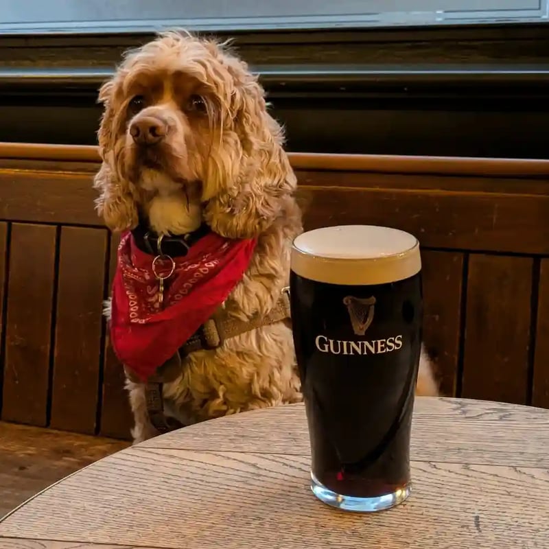 Lovely day for a Guinness... 🐾🍺🖤

#pubdogs #pubsofinstagram #pubsoflondon #shoreditch #guinness