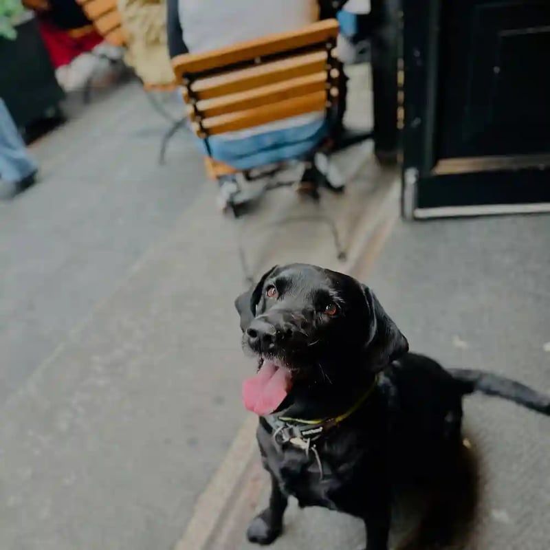 Bring your 🐶 when you come to the pub. It makes us humans happy! 
.
.
.
.
.
#pub #dogfriendly #dogsofinstagram #cute #friends #drink #food #pubdog