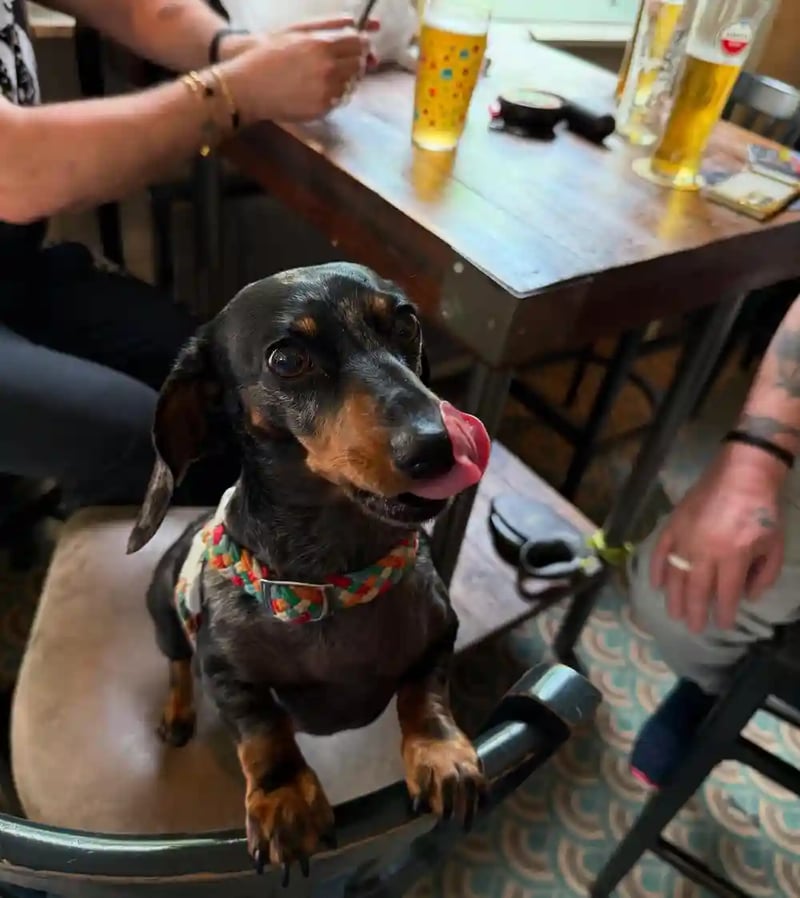 Your furry friends are always welcome, they shouldn’t miss out on a trip to their local too! 🐶🐶