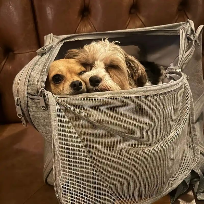 Bring your little or big 🐕, we will look after you all! 
.
.
.
.
.
#pub #dogfriendly #friends #soho #carnaby #pubdog