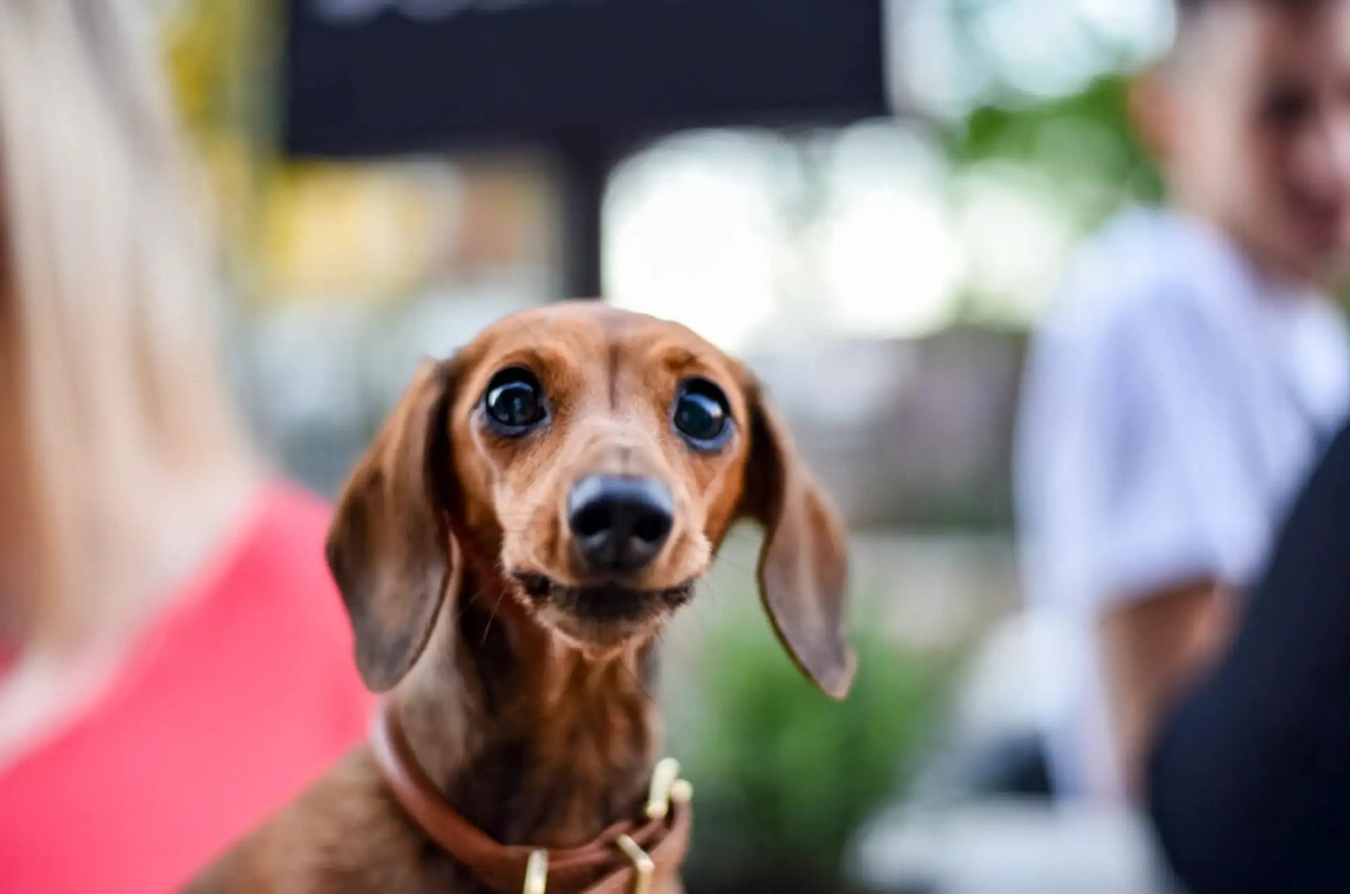 The Whippet Inn  enquiry section image - Private hire pages